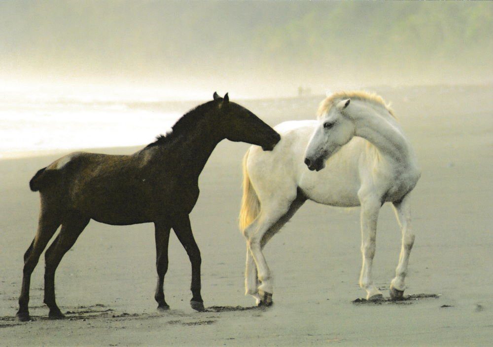 Postkarte nbuch "Pferde * * Horses Chevaux" 24 mit Pferde-Motiven edlen