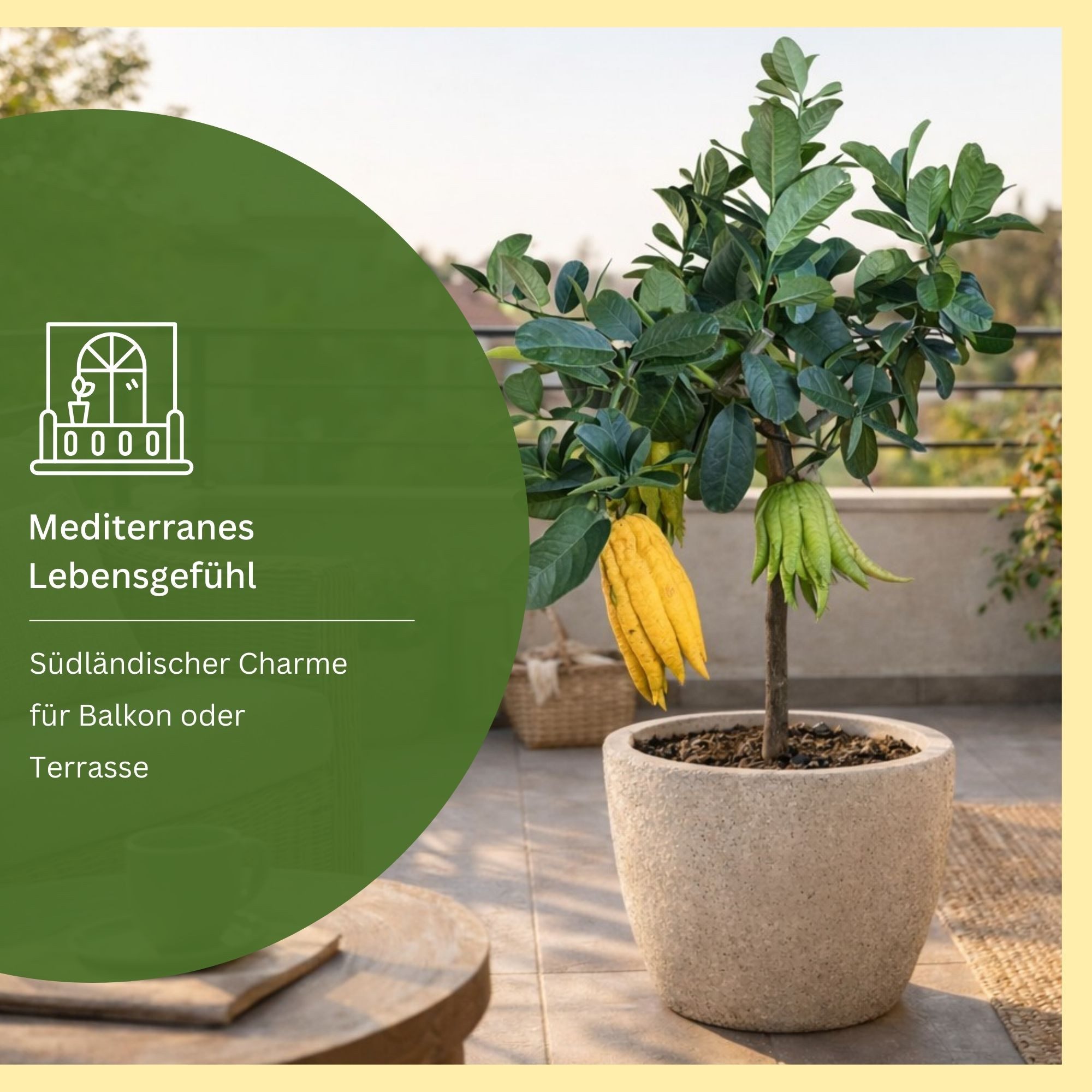 Meine Orangerie Zitronenbaum Buddhas Hand - Citrus medica ‘Digitata’, echte Buddhas Hand Zitrone, professionell veredelter und fruchtreifer Zitrusbaum