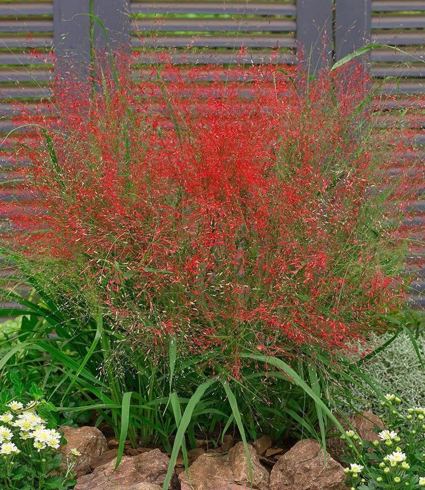 BALDUR Garten Gräser Rotes Liebesgras, 3 St., Purpur-Liebesgras,winterhart, mehrjährig, pflegeleicht