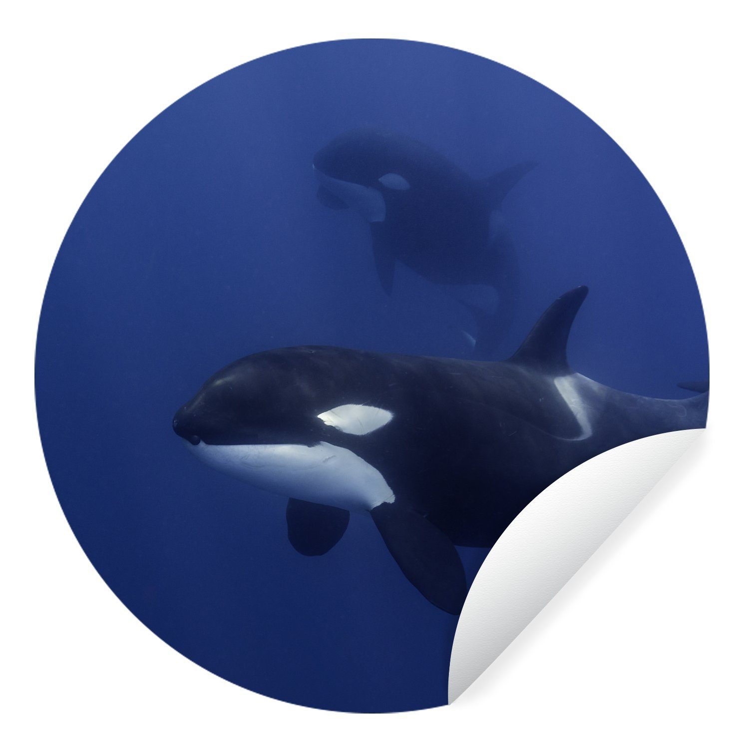 MuchoWow Wandsticker Zwei Orcas in klarem Wasser (1 St), Tapetenkreis für Kinderzimmer, Tapetenaufkleber, Rund, Wohnzimmer