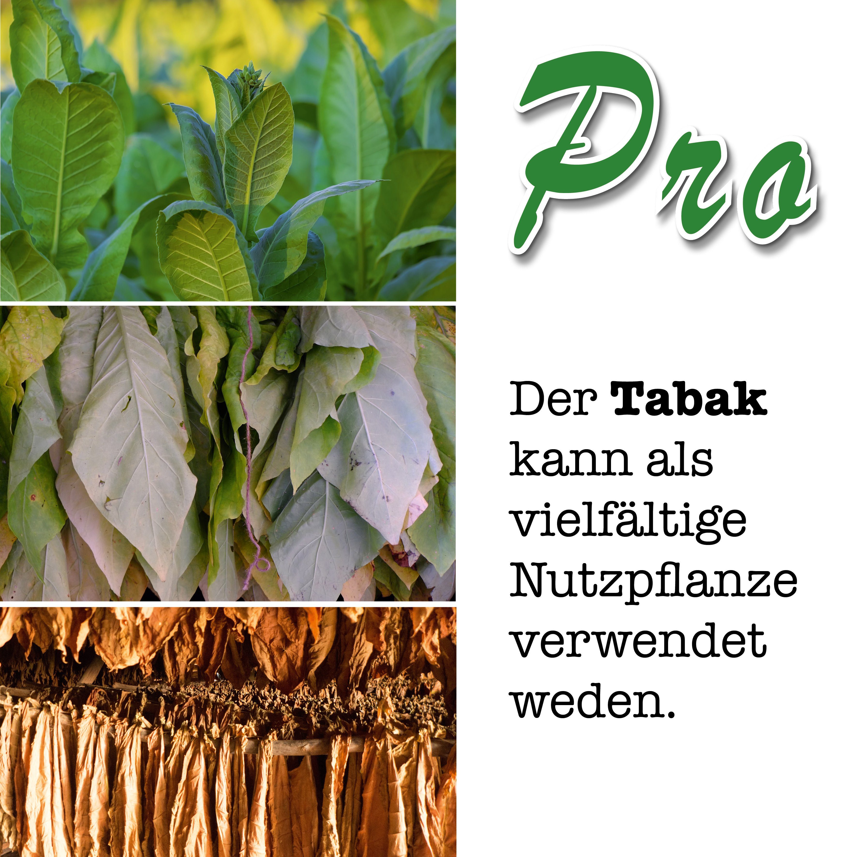 BRO Rauchtabak, aus EIGENE Pflanze Media Social ZÜCHTE Gestecke Bekannt Deine - growbro, Anzuchtset Tabak mit