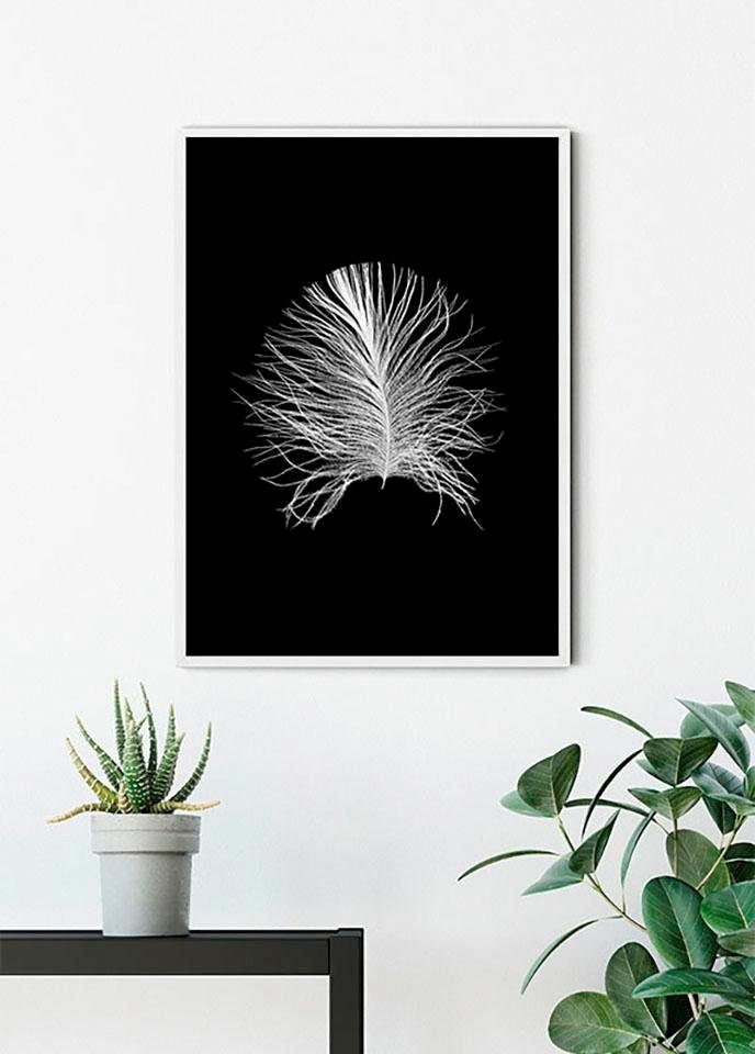 Komar Poster Wohnzimmer Kinderzimmer, (1 Schlafzimmer, Federn St), Black, Feather