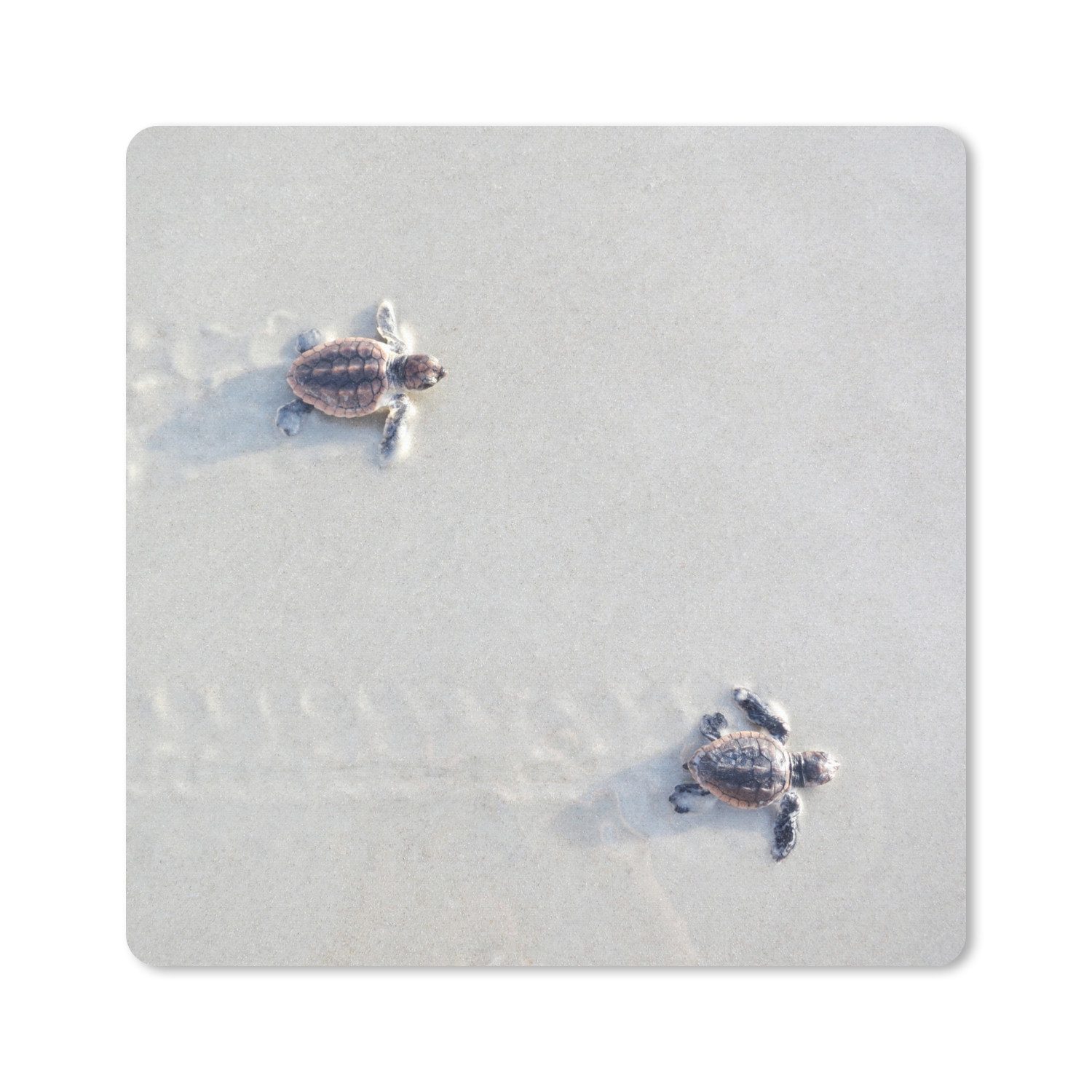 MuchoWow Mauspad Zwei kleine Schildkröten (1-St), Mousepad, Schreibtisch Zubehör, Deko, 20x20 cm
