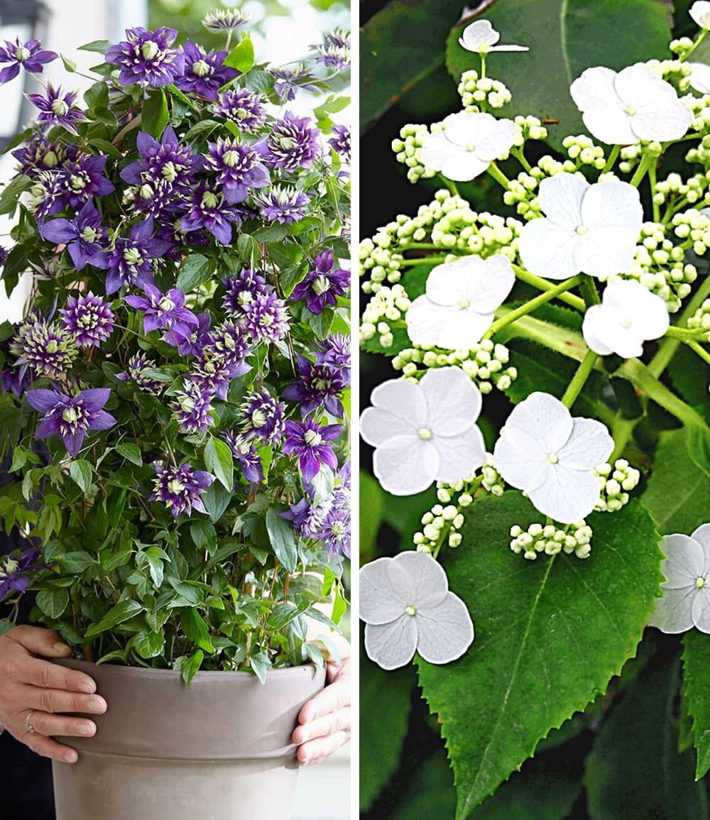BALDUR Garten Zierstrauch Winterharte Kletterpflanzen-Kollektion, 2 St., Kletter-hortensie, winterhart, mehrjährig, bienenfreundlich