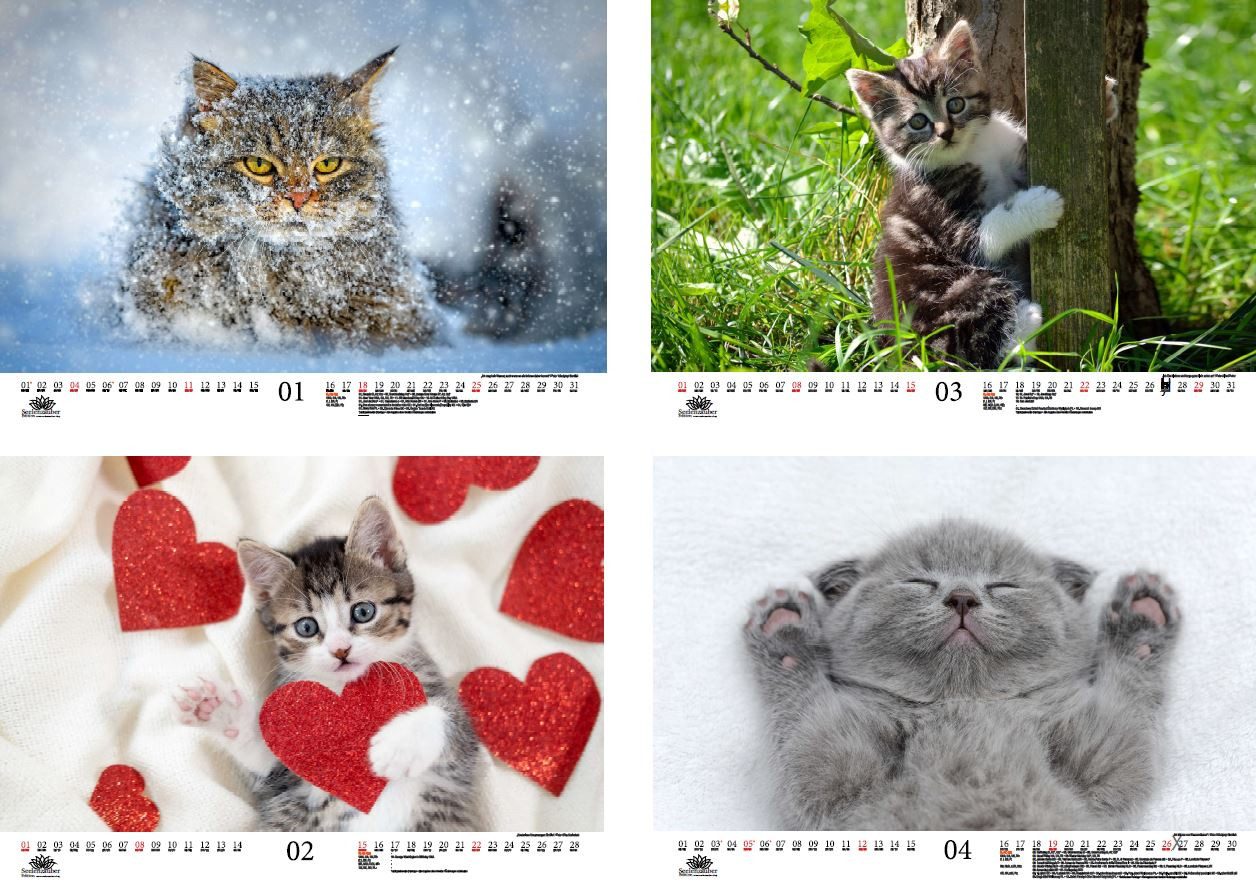 Thumbnail - Seelenzauber Wandkalender Tierzauber lustige Katzen DIN A3 Kalender für 2026 - Seelenzauber