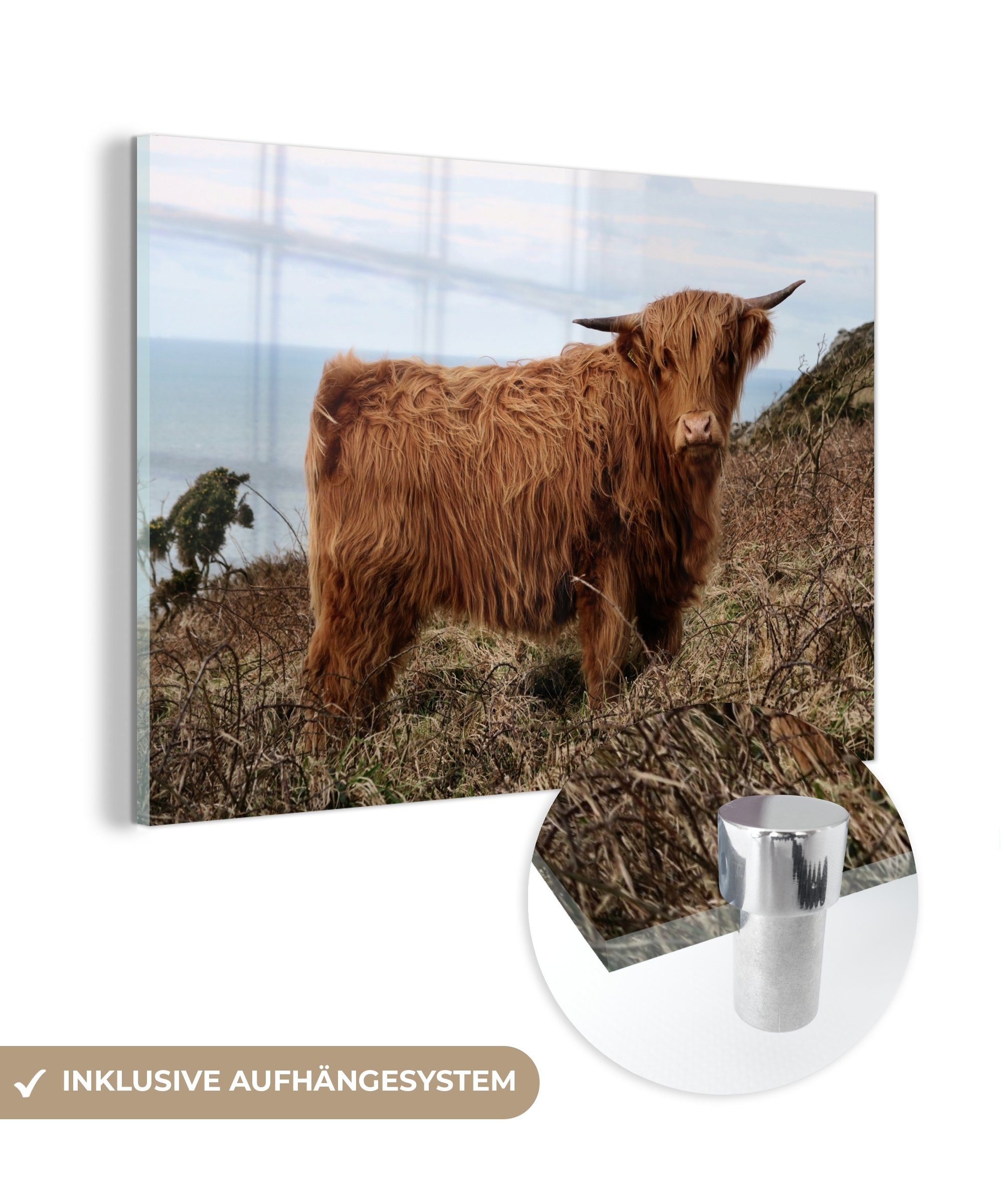 MuchoWow Acrylglasbild Kuh - Pflanzen - Schottischer Highlander, (1 St), Acrylglasbilder Wohnzimmer & Schlafzimmer