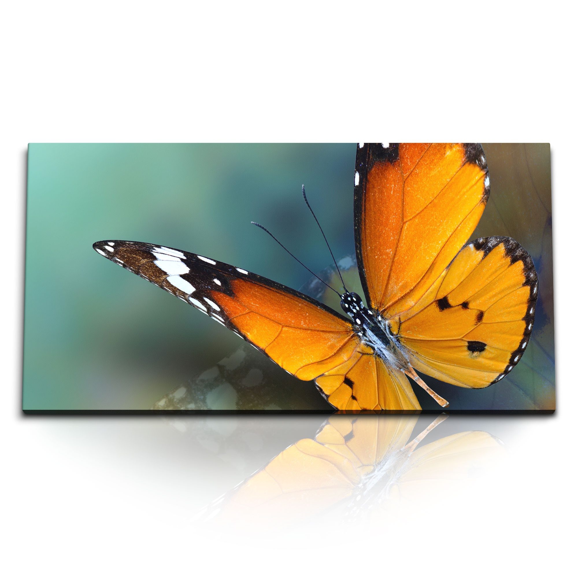 Leinwandbild Kunstdruck Bilder 120x60cm Makroaufnahme Schmetterling Kunstvoll Orang