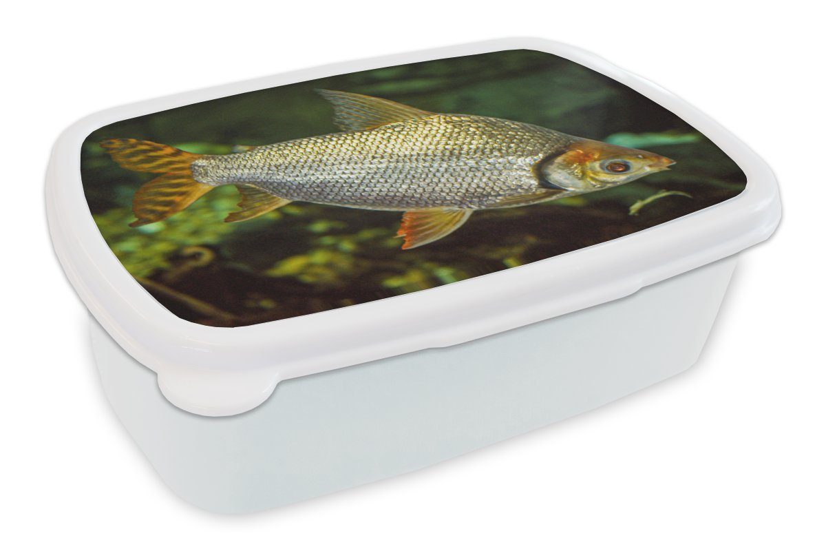 MuchoWow Lunchbox Fisch - Wasser - Pflanze, Kunststoff, (2-tlg), Brotbox für Kinder und Erwachsene, Brotdose, für Jungs und Mädchen weiß | Lunchboxen