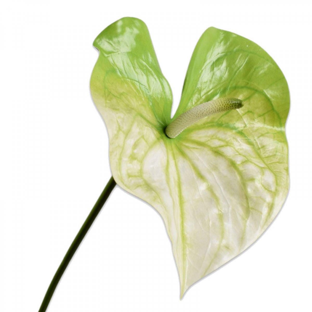 Künstliche Zimmerpflanze Seidenblume Anthurie Anthurium Grün Weiß Flamingoblume (81cm), SILK-KA