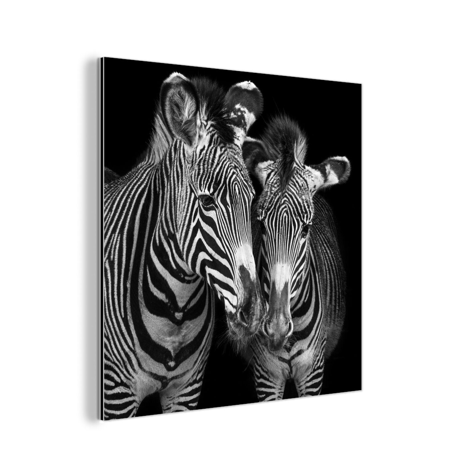 MuchoWow Metallbild Tierprofil Zebras in Schwarz und Weiß, (1 St), Alu-Dibond-Druck, Gemälde aus Metall, Aluminium deko