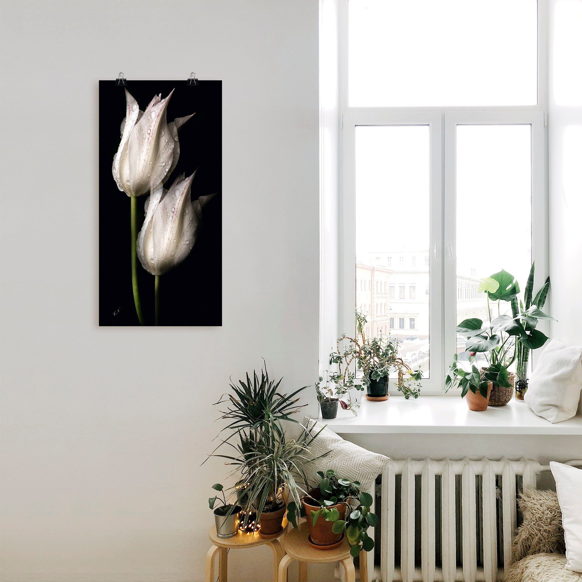 oder (1 Weiße in versch. Tulpen Wandbild Alubild, St), Leinwandbild, Nacht, Artland Größen Poster der Wandaufkleber in Blumenbilder als
