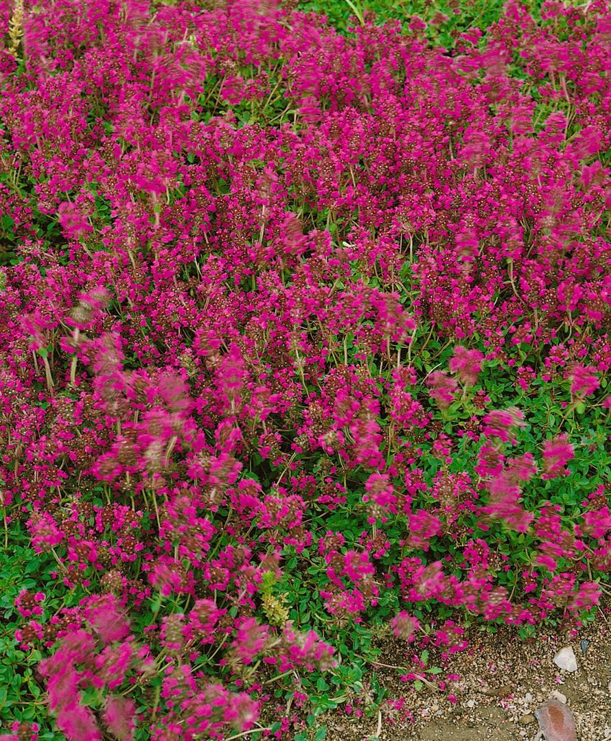 Pflanzen für Dich Bodendecker Thymus serpyllum 'Creeping Red', 1 St., Sand-Thymian, Feld-Thymian, Kriechender Thymian, kriechend, purpurrot – Bild 3 von 4