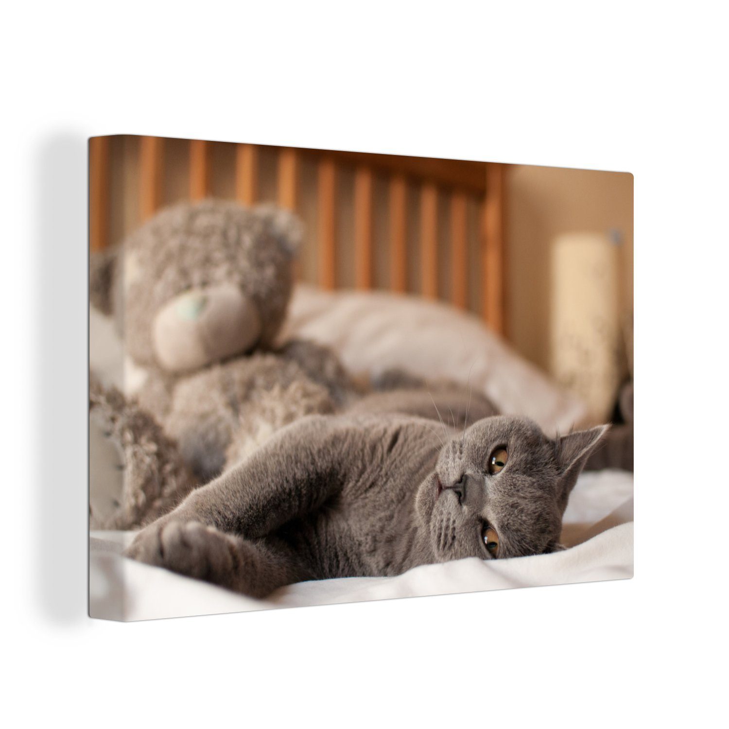 OneMillionCanvasses® Leinwandbild Graue American Shorthair auf dem Bett liegend, (1 St), Wandbild Leinwandbilder, Aufhängefertig, Wanddeko, 30x20 cm
