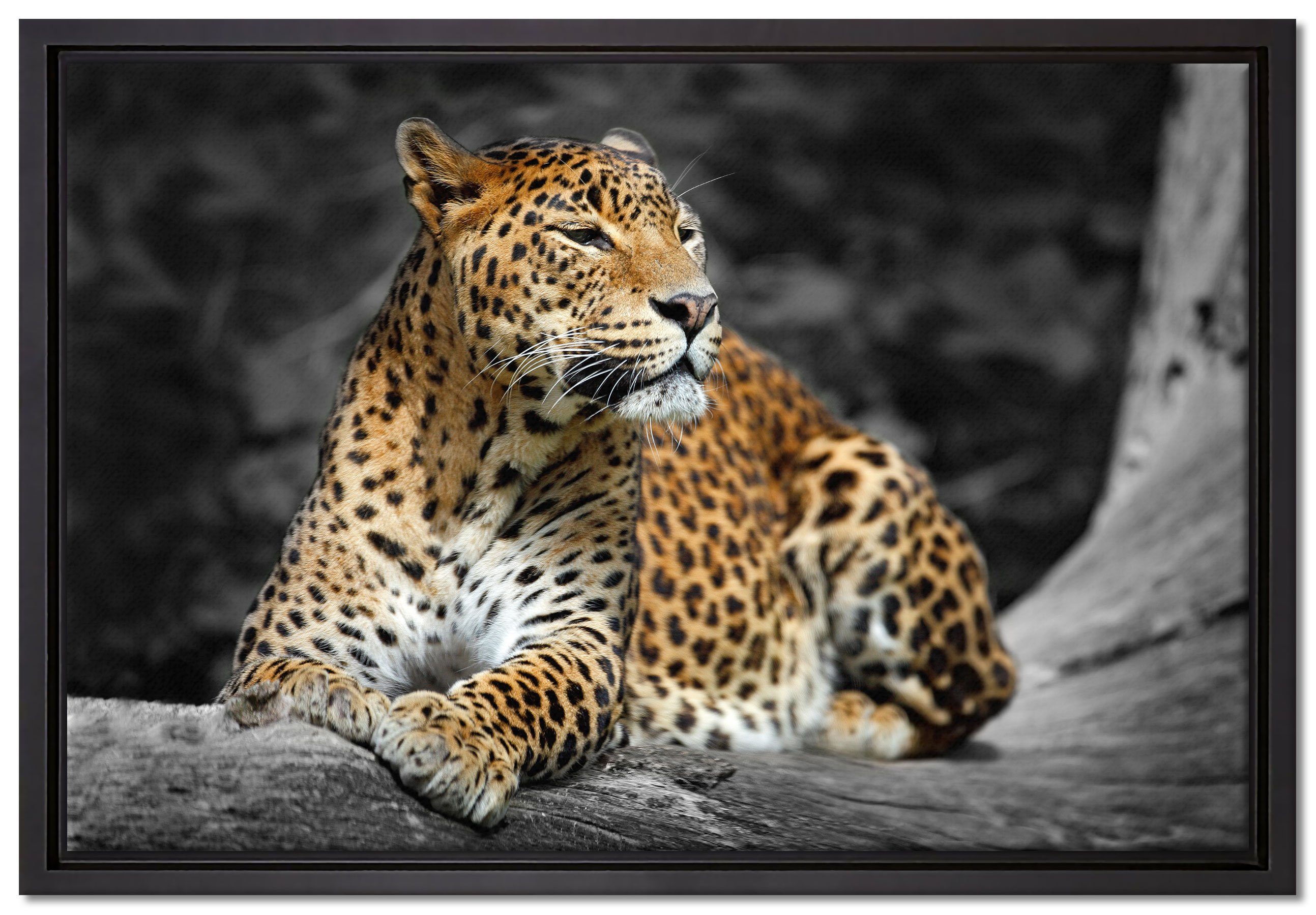 Pixxprint Leinwandbild Wunderschöner Leopard in der Natur, Wanddekoration (1 St), Leinwandbild fertig bespannt, in einem Schattenfugen-Bilderrahmen gefasst, inkl. Zackenaufhänger