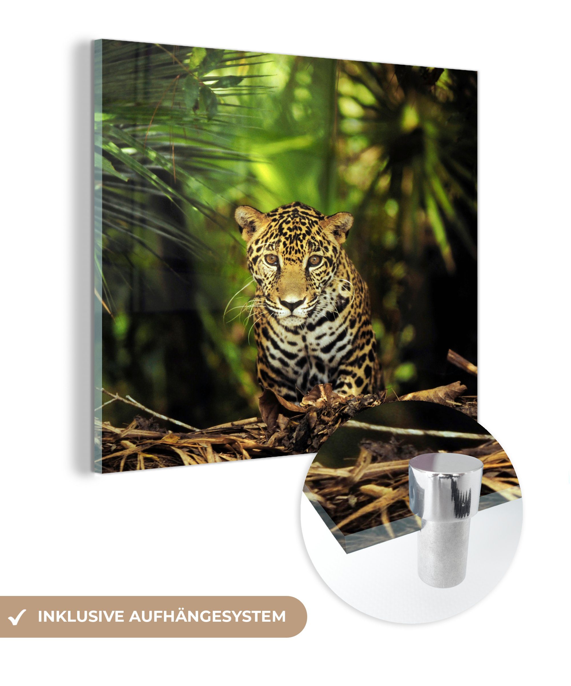 Foto (1 Jaguar MuchoWow Acrylglasbild St), Glas Junger Wandbild Dschungel, Bilder - - im auf Wanddekoration Glas Glasbilder auf -