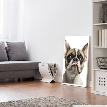 Sinus Art Poster Tierfotografie 60x90cm Poster Französische Bulldogge mit Schmollmund