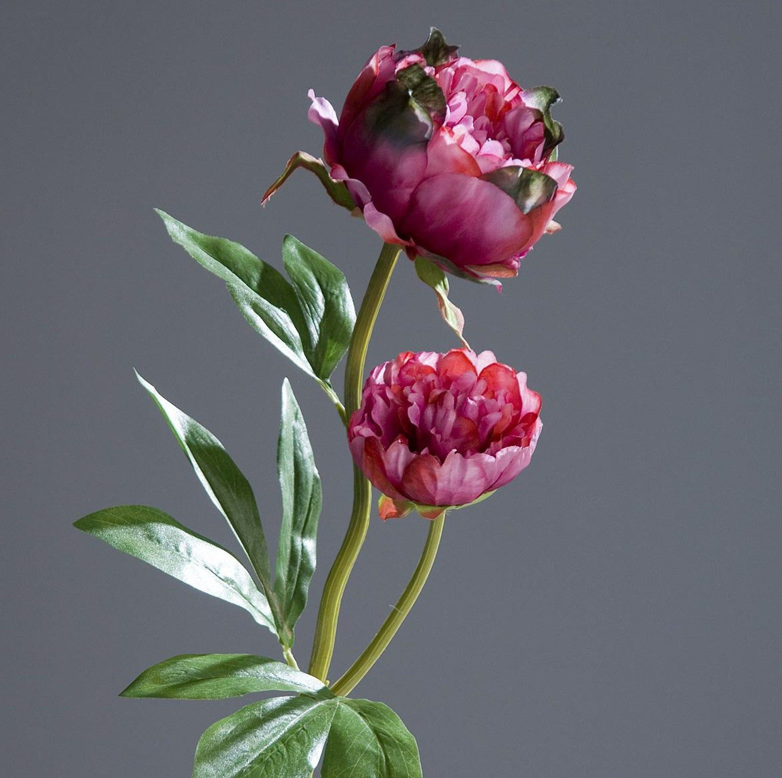 Kunstblume Pfingstrose mit 2 Blüten 60cm DP Seidenblumen künstliche Blumen günstig online kaufen