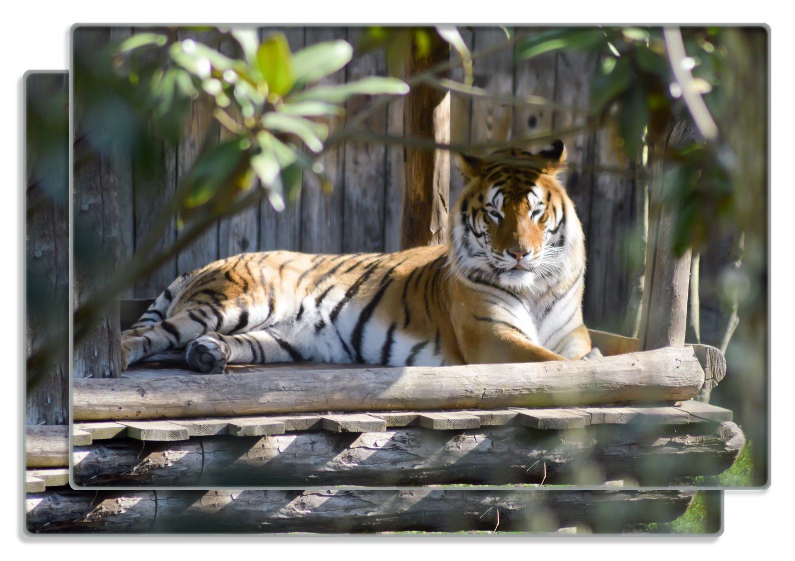 Frühstücksbrett Tiger im Sonnenschein