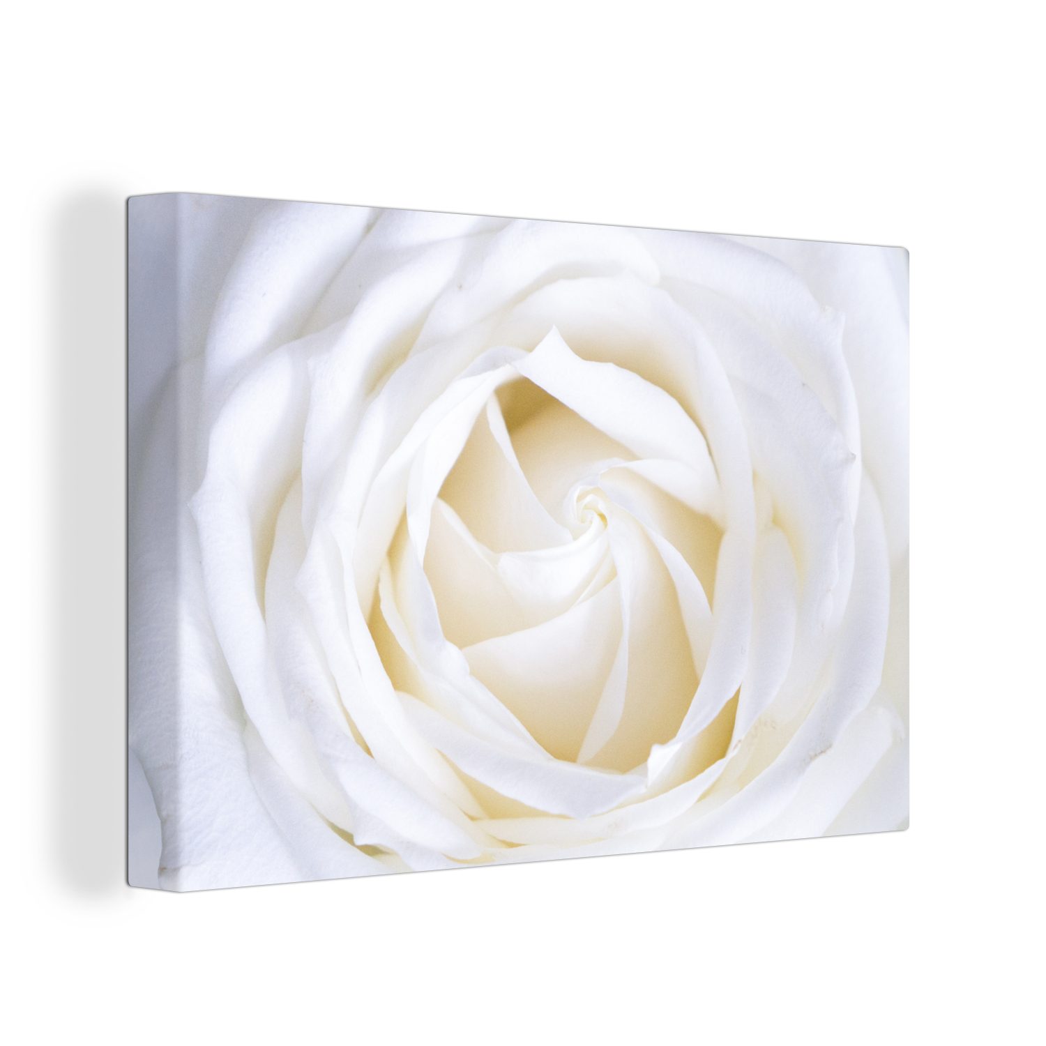 OneMillionCanvasses® Leinwandbild Rose - St), Weiß Leinwandbilder, Wandbild Blume, Aufhängefertig, cm 30x20 Wanddeko, (1 