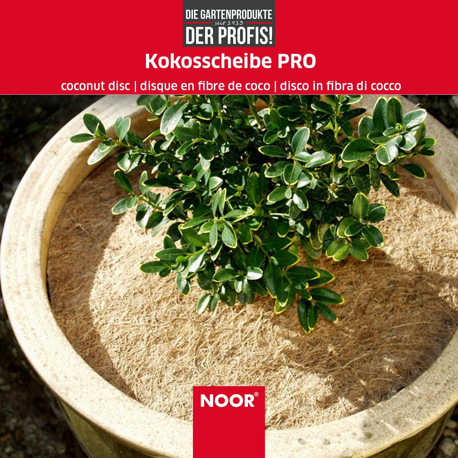 NOOR Kokosscheibe PRO für Kübelpflanzen - natürliche Kokosfasern als Winterschutz, ganzjähriger Wurzelballen-Schutz für empfindliche Pflanzen