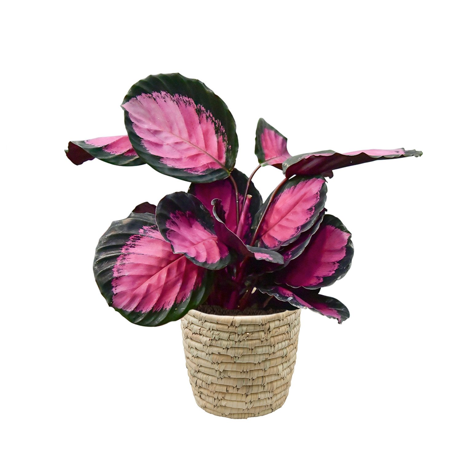 Green Me Up Zimmerpflanze Calathea Rose Crimson - 15 cm Topf - 30 cm hoch Mit Übertopf, katzenfreundlich