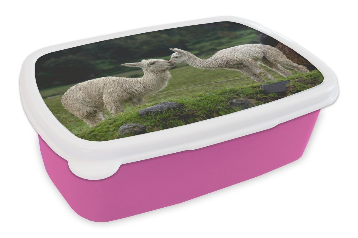 MuchoWow Lunchbox Alpaka - Kissen - Pflanzen, Kunststoff, (2-tlg), Brotbox für Erwachsene, Brotdose Kinder, Snackbox, Mädchen, Kunststoff rosa