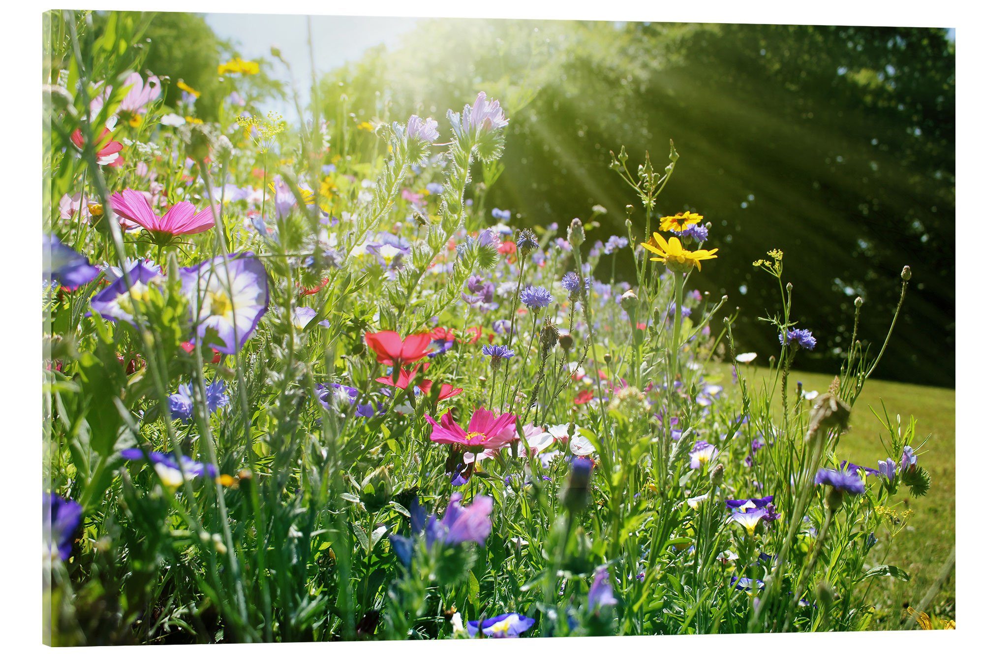 Posterlounge Wandbild Auf einer sonnigen Wildblumenwiese, Lichtspielart, erhältlich als Poster, Leinwandbild, Wandsticker oder Acrylglasbild