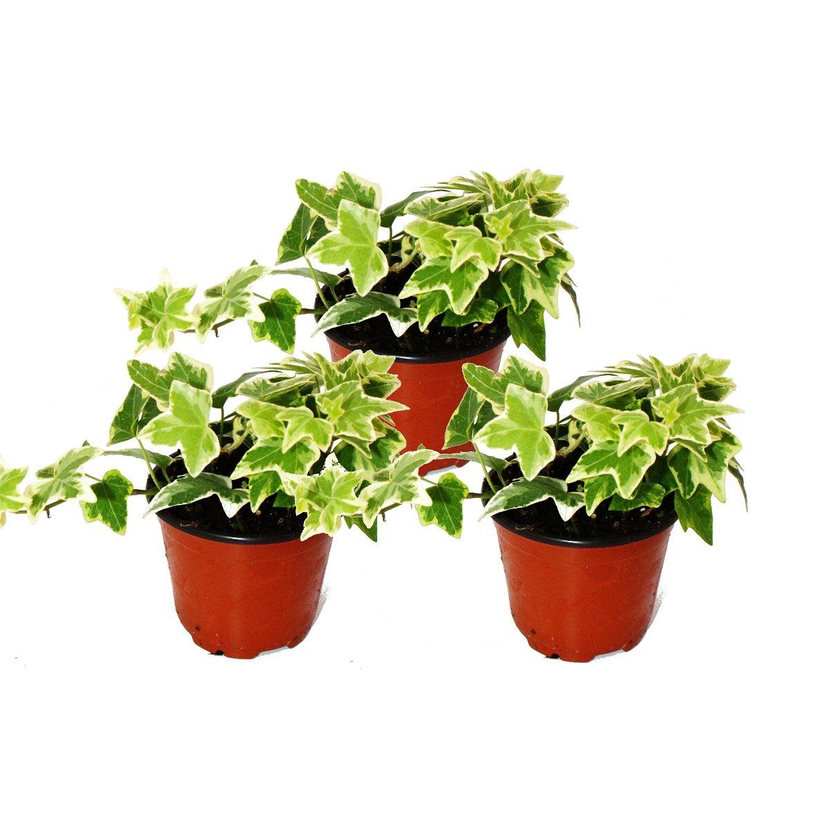Exotenherz Zimmerpflanze Hedera helix 3er Set weißbuntes Laub 9cm Topf günstig online kaufen