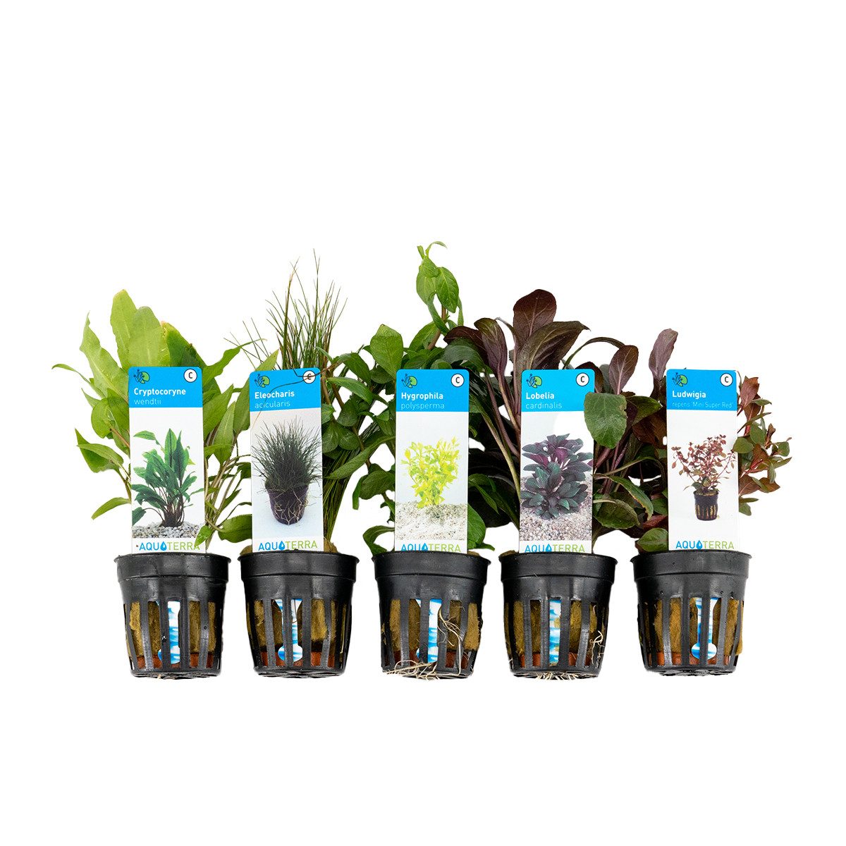Bloomique Wasserpflanze 5er Set - Aquarium Pflanzen Echt - Wasserpflanzen - Reinigend - Sauers, 5 St.