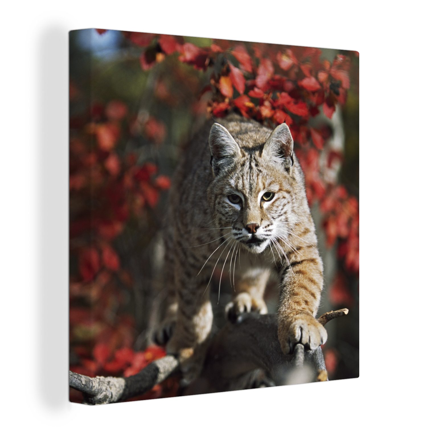 OneMillionCanvasses® Leinwandbild Luchs - Baumstamm - Herbst, (1 St), Leinwand Bilder für Wohnzimmer Schlafzimmer