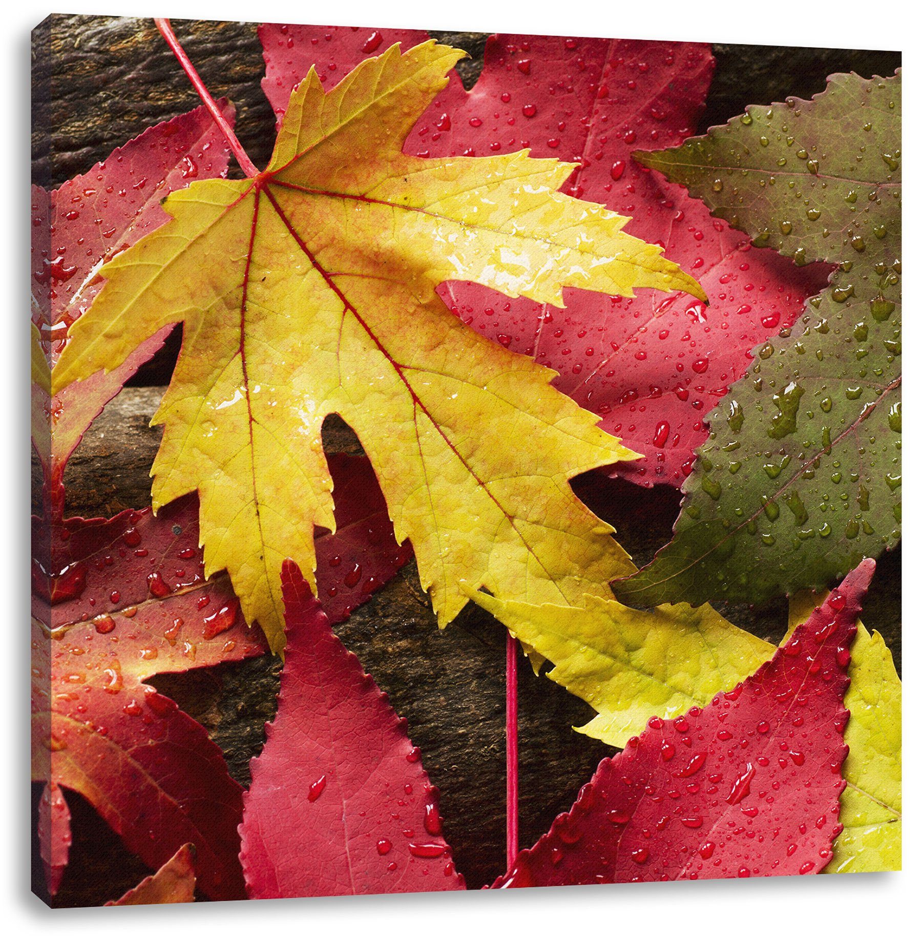 Bunte (1 Zackenaufhänger St), fertig Herbstblätter Pixxprint Bunte Leinwandbild Leinwandbild Herbstblätter, inkl. bespannt,