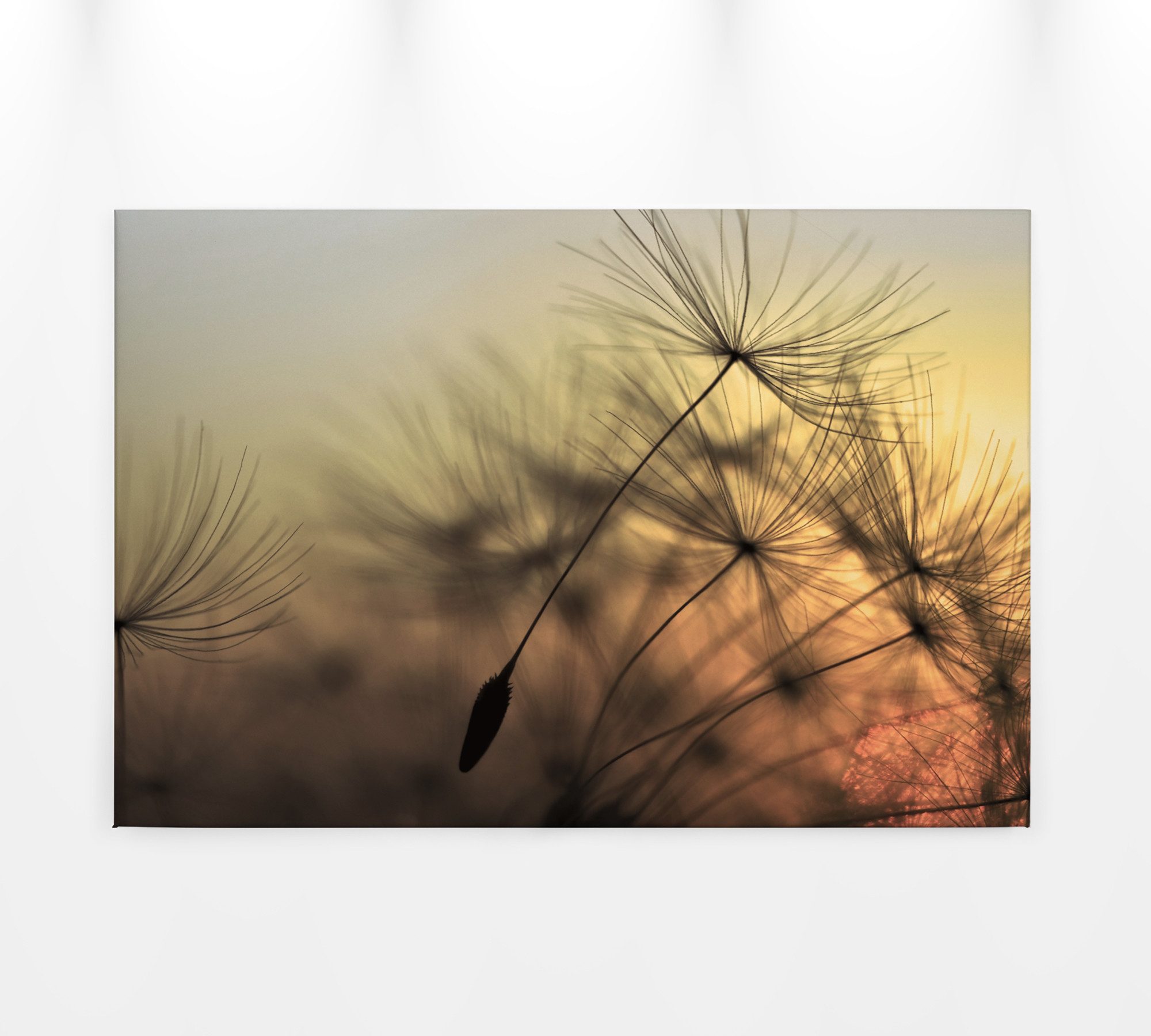 living walls Leinwandbild Livingwalls Leinwand, Pusteblumen, Unscharfer Hintergrund, 90x60 cm