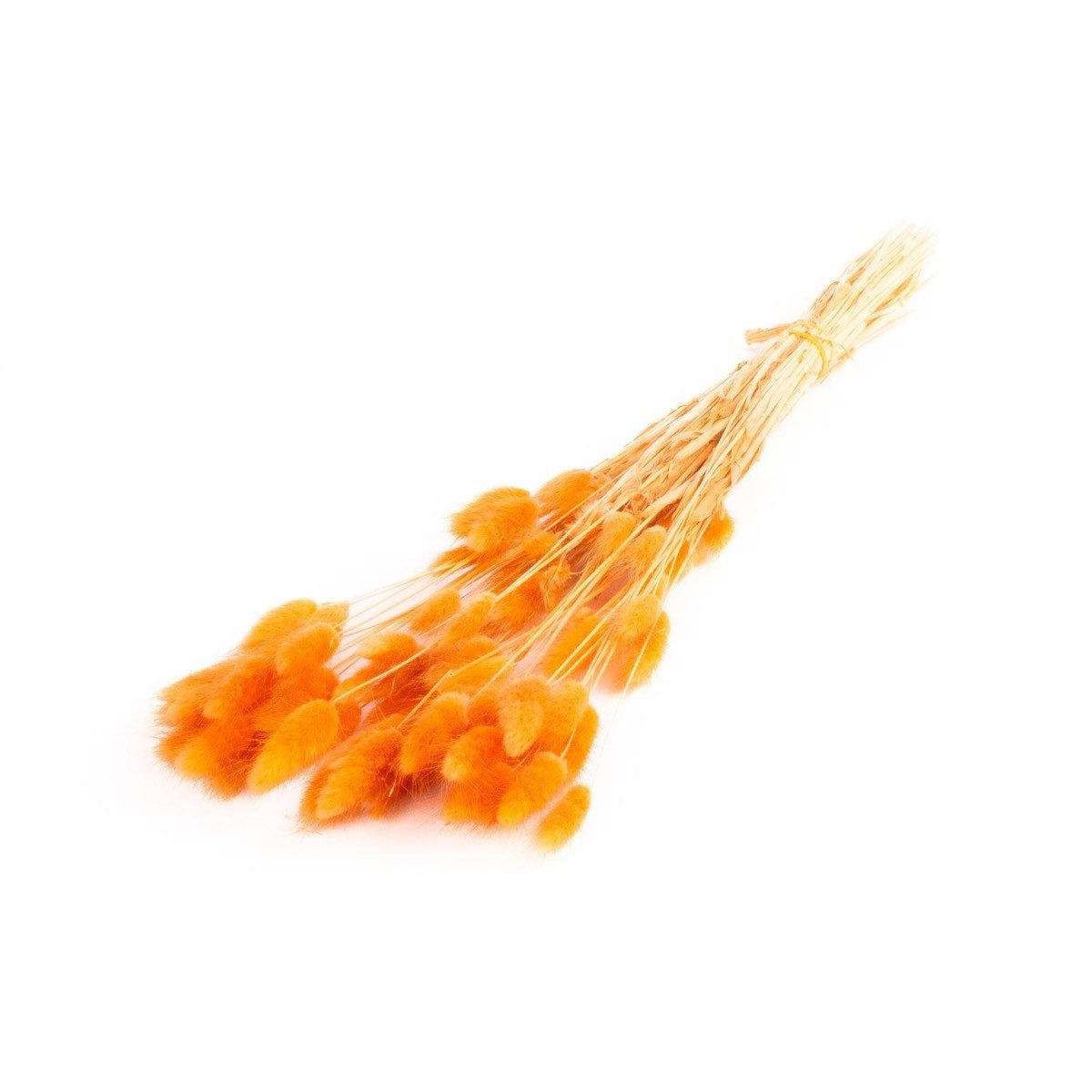 Trockenblume Lagurusgras getrocknet BORKA, Bund, dunkelorange, 55-75cm, Ø12cm, INNA-Glas, Höhe 75.0 cm