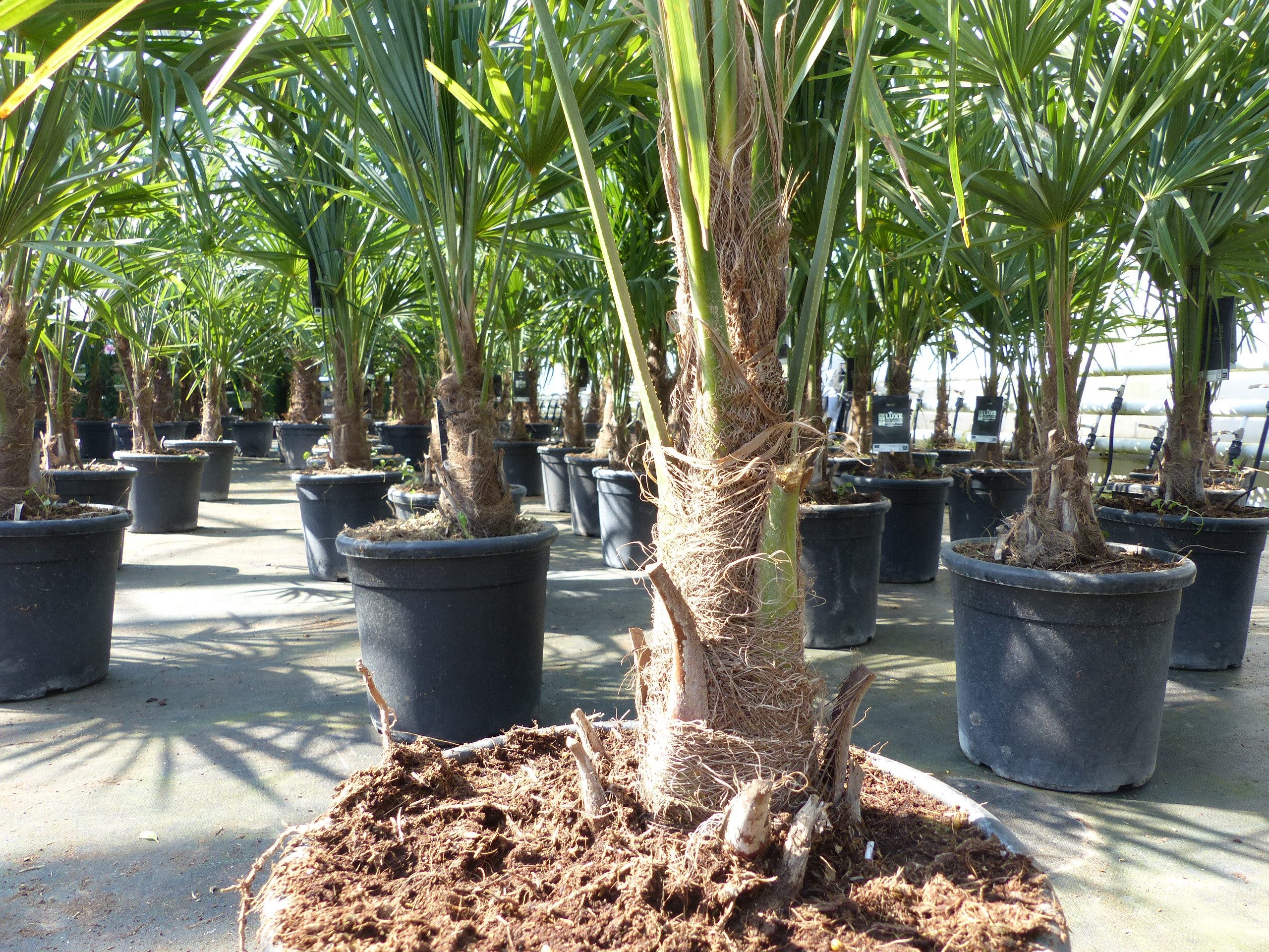 gruenwaren jakubik Baum Trachycarpus fortunei 140 cm Palme Hanfpalme, winterhart bis -18°C – Bild 3 von 5