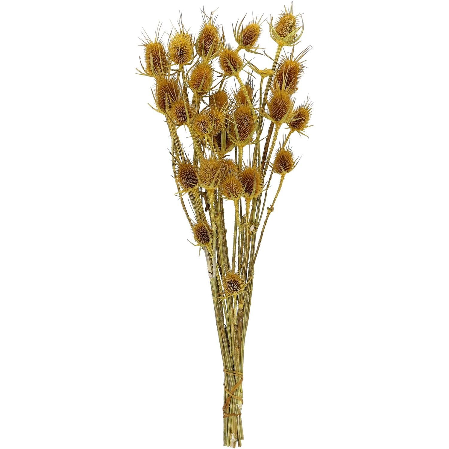 Trockenblume Distel - 100 g - Länge ca. 60 cm - gelb, Vosteen