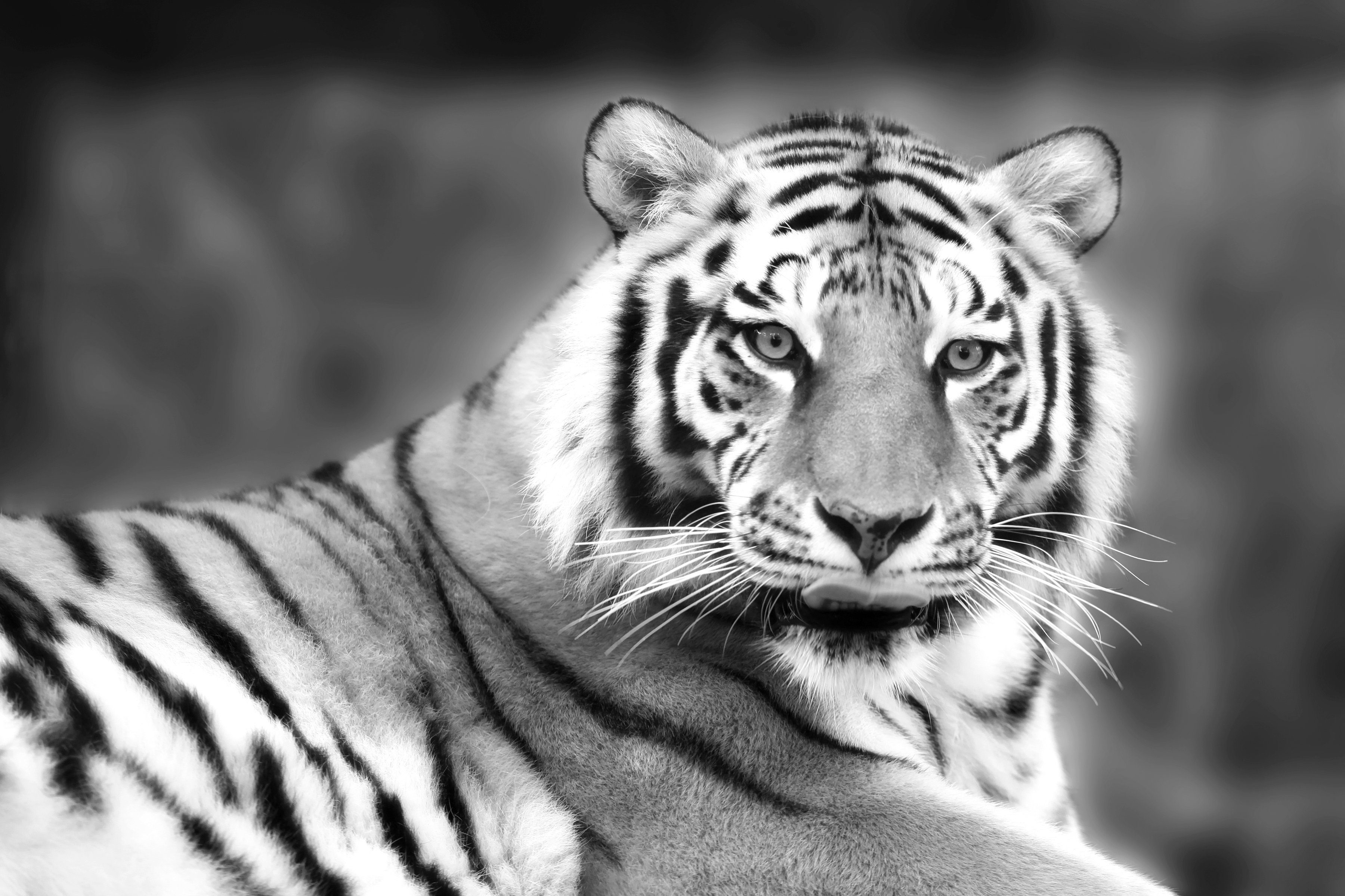 Fototapete Tiger Schwarz & Weiß
