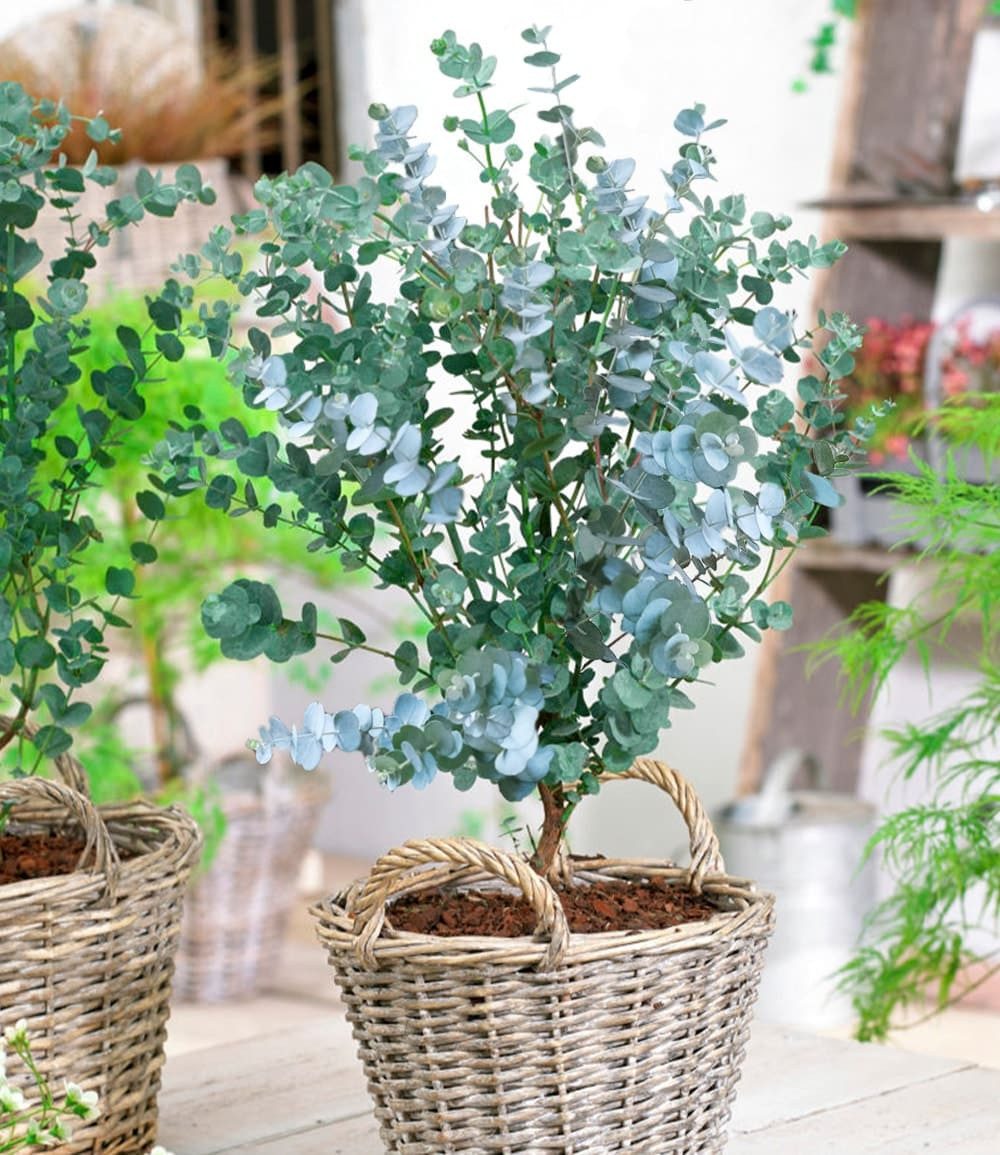 BALDUR Garten Zierstrauch Winterharter Eukalyptus 'Azura®' im XXL-Topf, 2 St., Eucalyptus,duftend,winterhart, mehrjährig, pflegeleicht