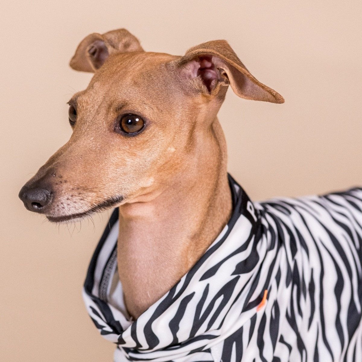 PAIKKA Hundeshirt Hundeshirt Sonnenschutz/Antiparasit "UV & Bug Shirt"