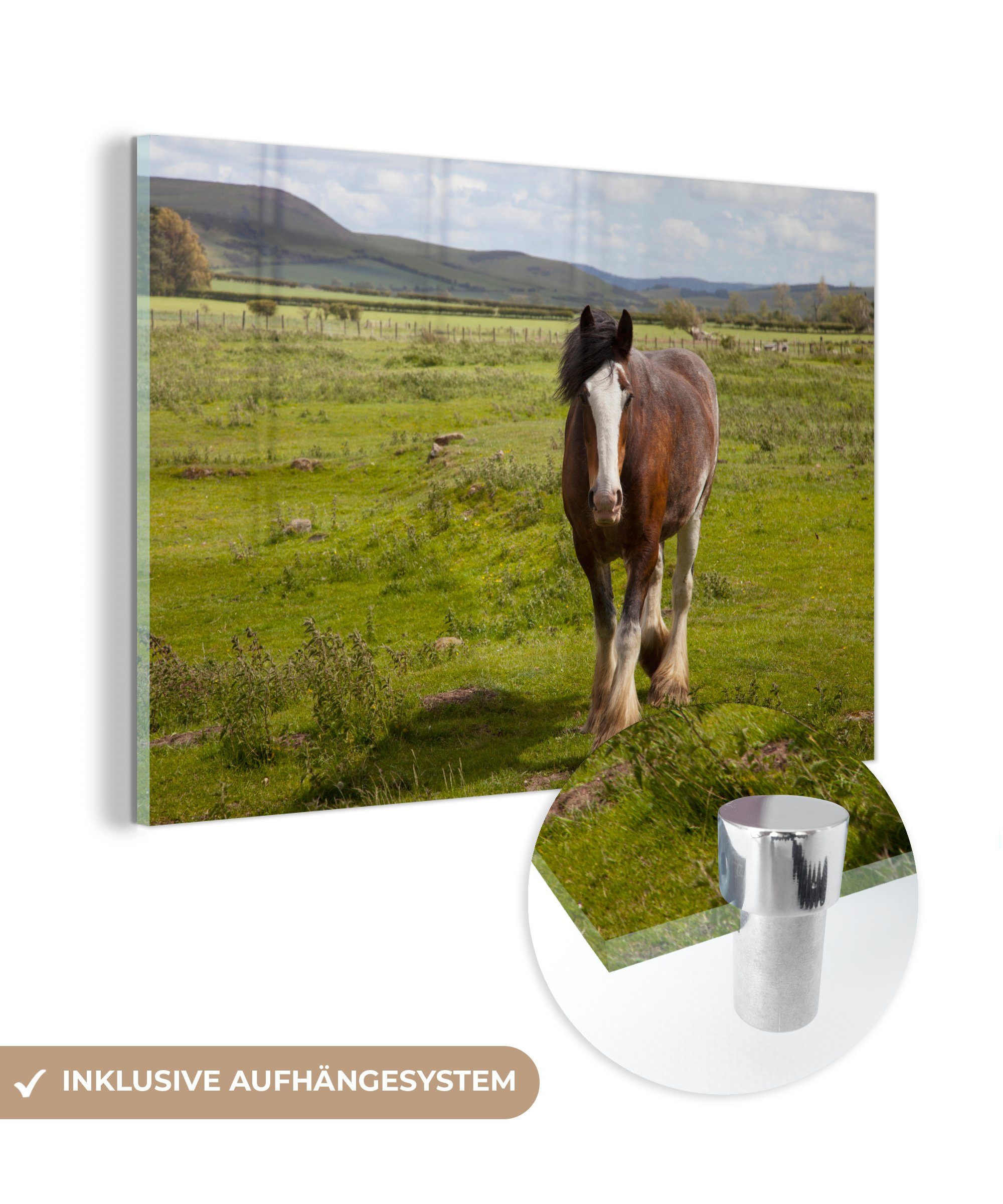 MuchoWow Acrylglasbild Clydesdale - Grasland - Pferde, (1 St), Acrylglasbilder Wohnzimmer & Schlafzimmer