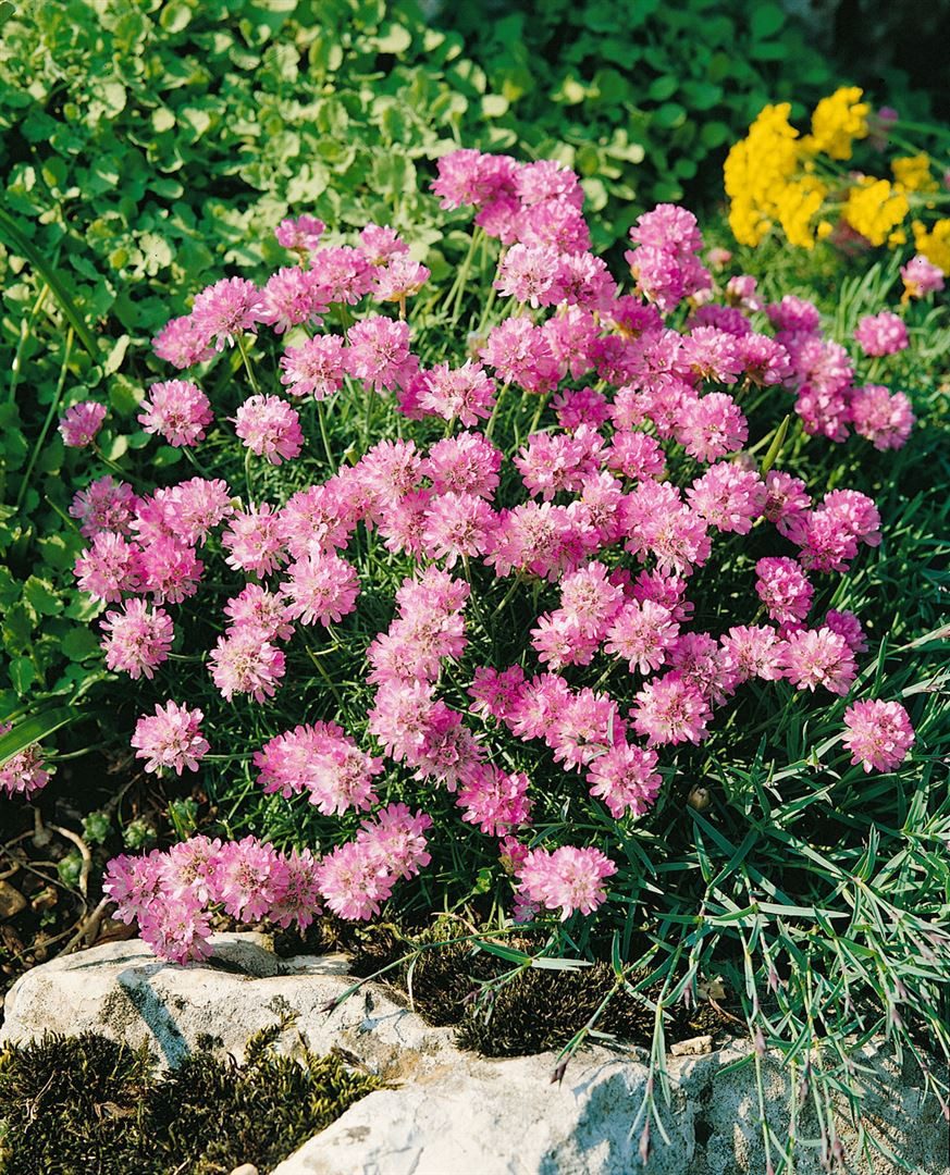 Pflanzen für Dich Staude Armeria junip. Röschen, 1 St., Grasnelke, Rasen-Grasnelke