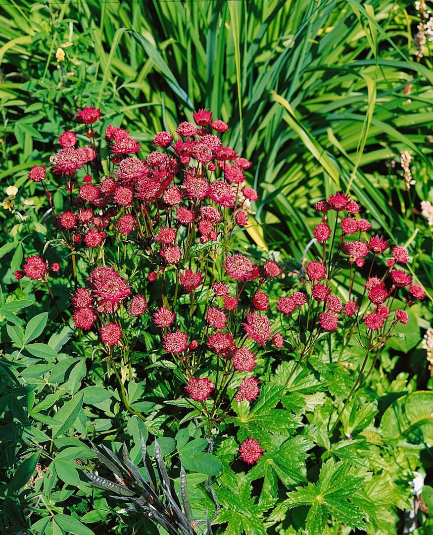 Pflanzen für Dich Staude Astrantia major Ruby Wedding, 1 St., Große Sterndolde, Sterndolde