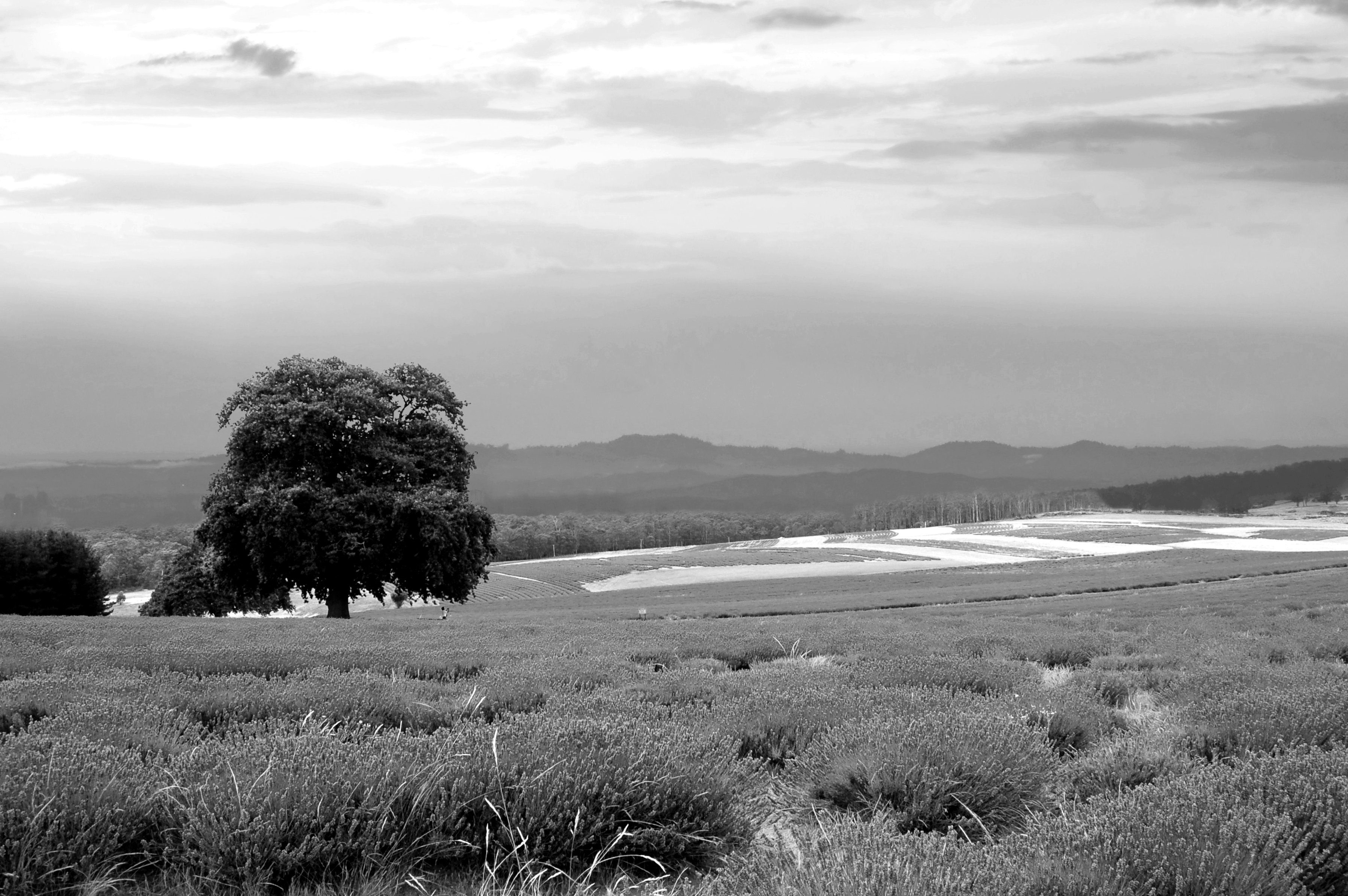 & Landschaft schwarz Fototapete Papermoon weiß