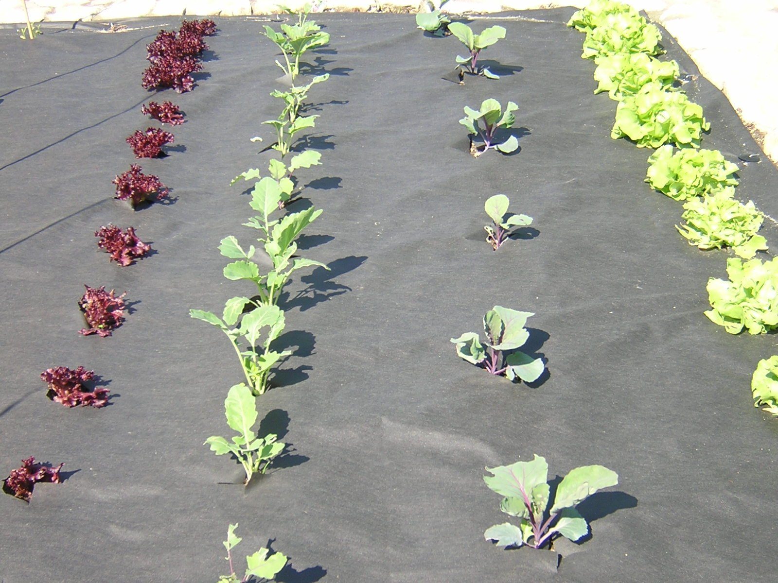 HaGa Unkrautvlies GARTENVLIES 50g/m² 1,6m x 10m Unkrautvlies, Wasserdurchlässiges Pflanzenvlies - Unkrautschutz im Garten