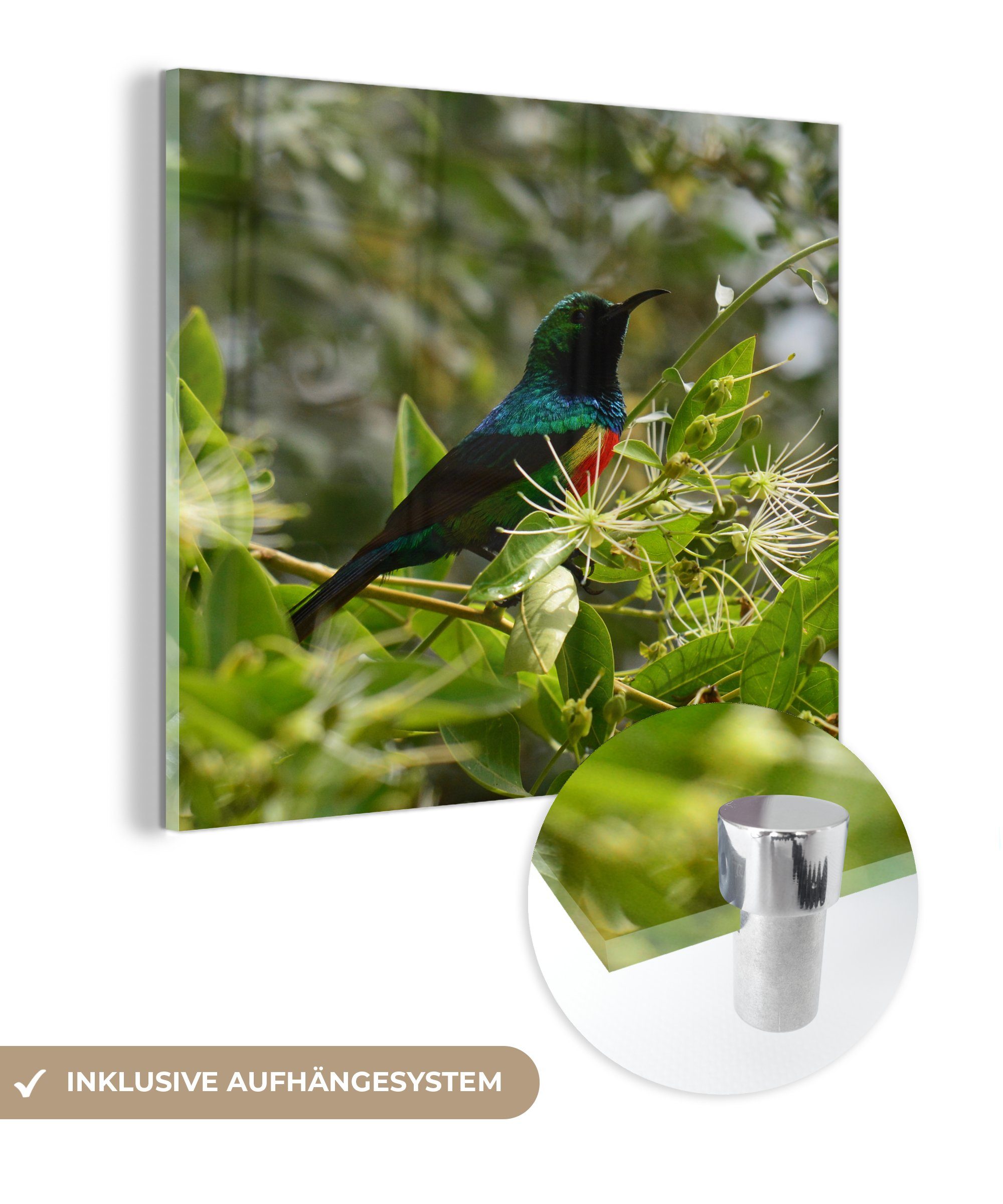 MuchoWow Acrylglasbild Vogel zwischen den Blättern im Dschungel, (1 St), Glasbilder - Bilder auf Glas Wandbild - Foto auf Glas - Wanddekoration