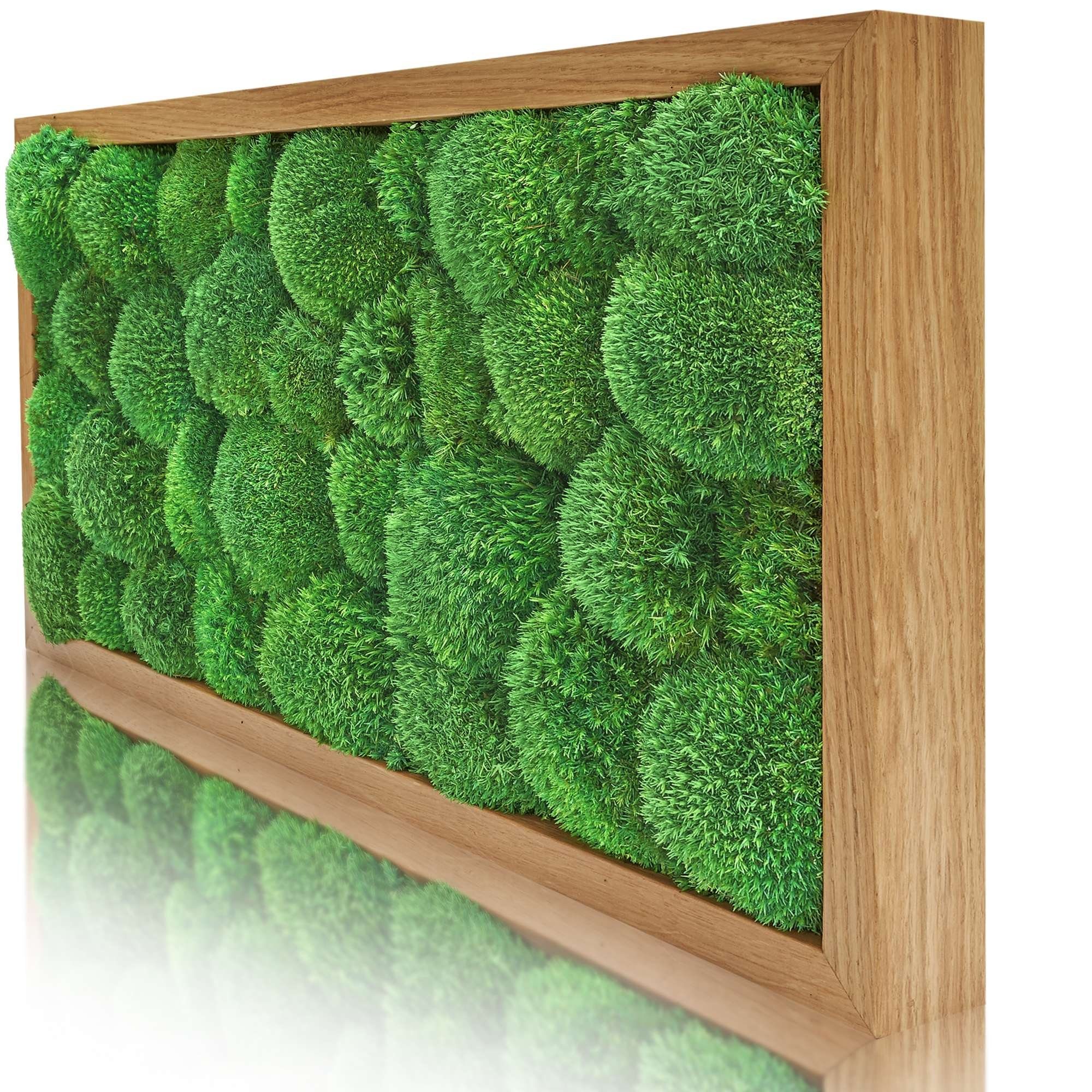 naturewalls Bild Moosbild Kugelmoos - Pflanzenbild günstig online kaufen