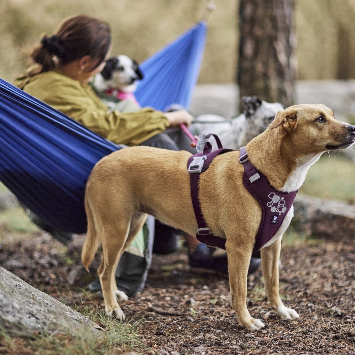 HURTTA Hunde-Geschirr Weekend Warrior Geschirr II ECO eggplant (violett)