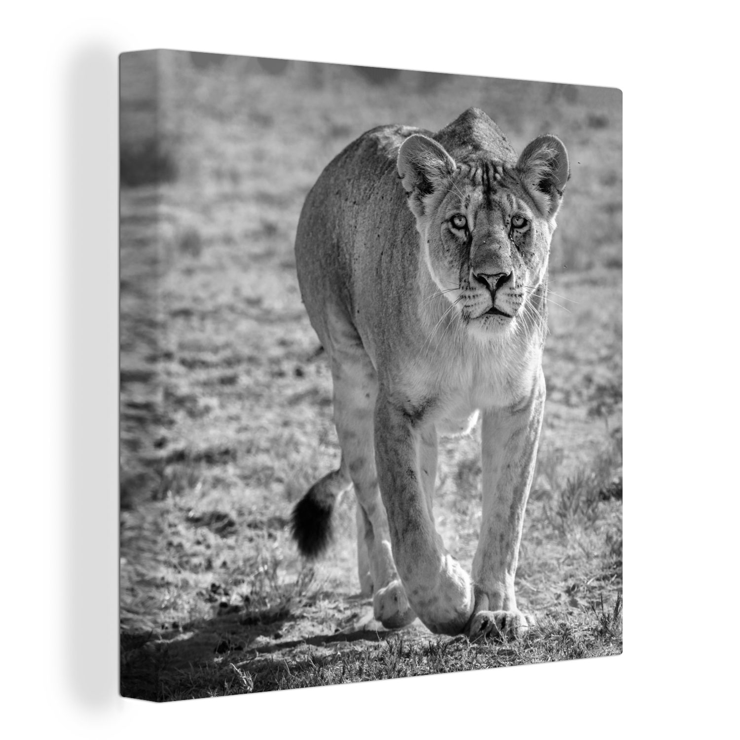 OneMillionCanvasses® Leinwandbild Löwe - Schwarz - Weiß, (1 St), Leinwand Bilder für Wohnzimmer Schlafzimmer