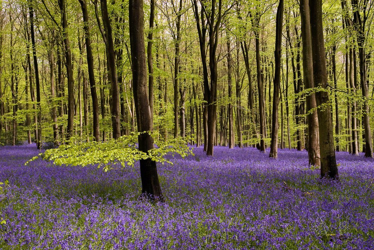 Wald mit Fototapete Blumenwiese Papermoon