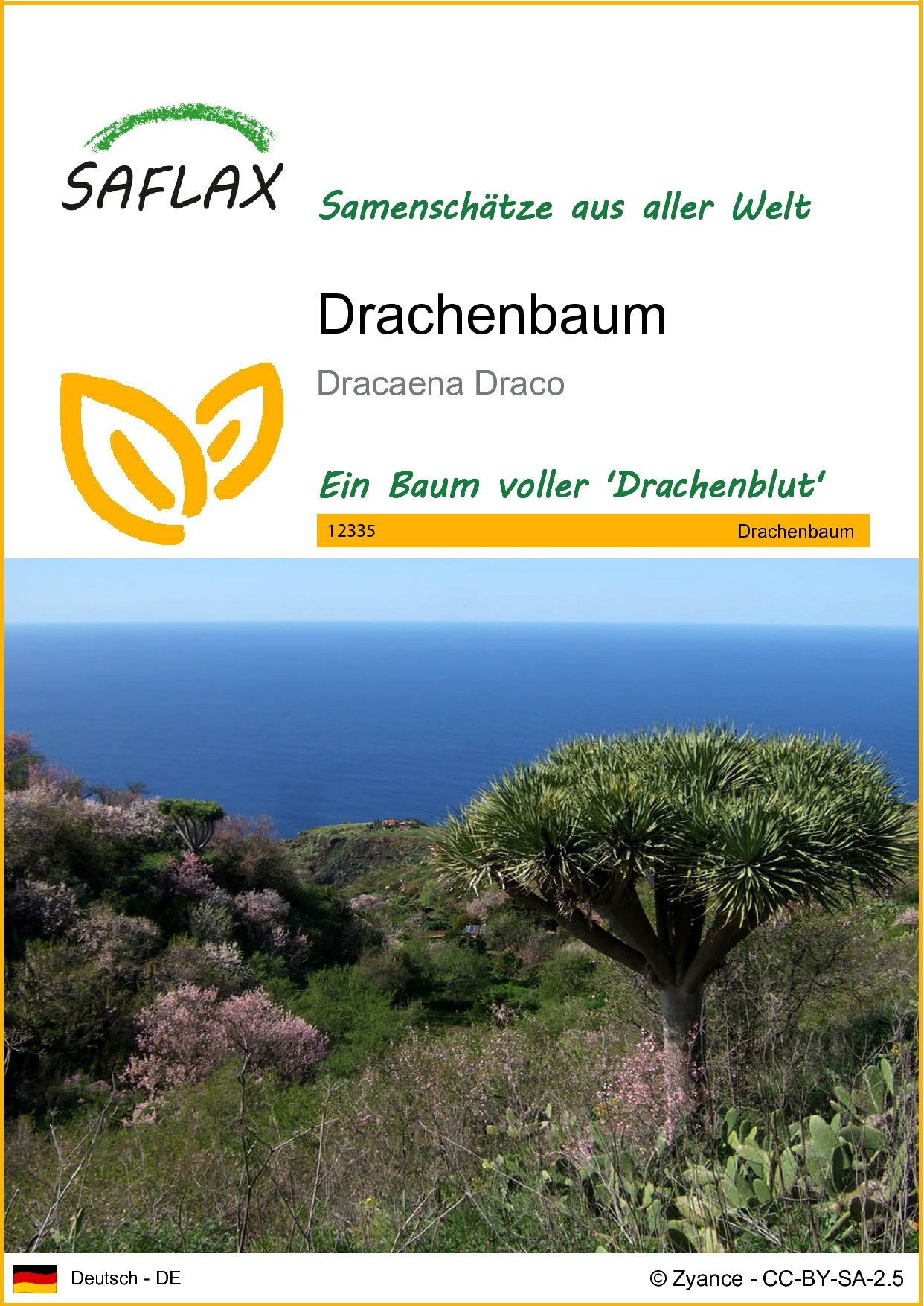 SAFLAX Blumensamen SAFLAX - Samen - Drachenbaum