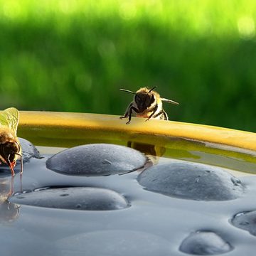 esschert design Vogeltränke Bienen Schmetterlings Tränke rund gelb 27cm Bad Becken Schale Wasser Stelle Deko